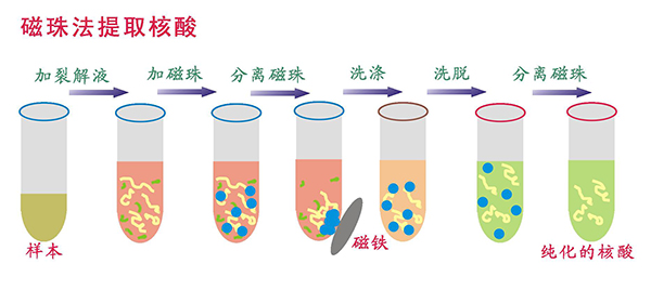 磁珠法提取核酸